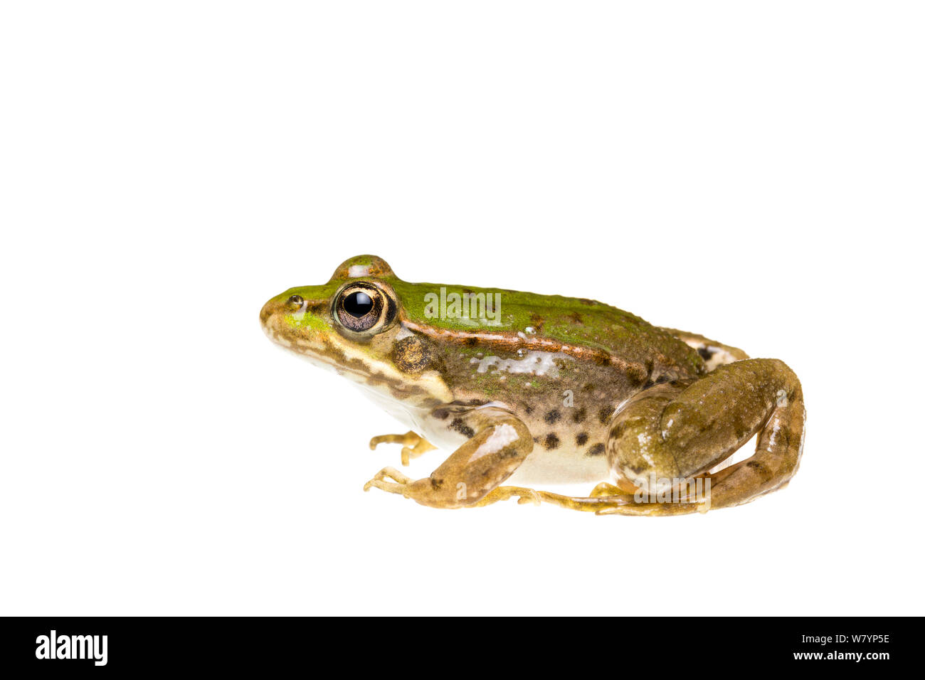 Frosch (Pelophylax sp), Maine-et-Loire, Frankreich, September. meetyourneighbors.net Projekt Stockfoto