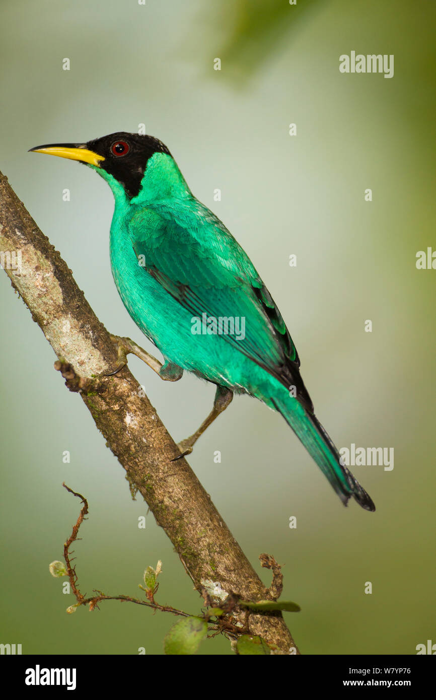 Grün (honeycreeper Chlorophanes spiza) auf Ast sitzend, atlantischen Küsten Dschungel, Laguna del Lagarto, Costa Rica, Mittelamerika, Januar. Stockfoto