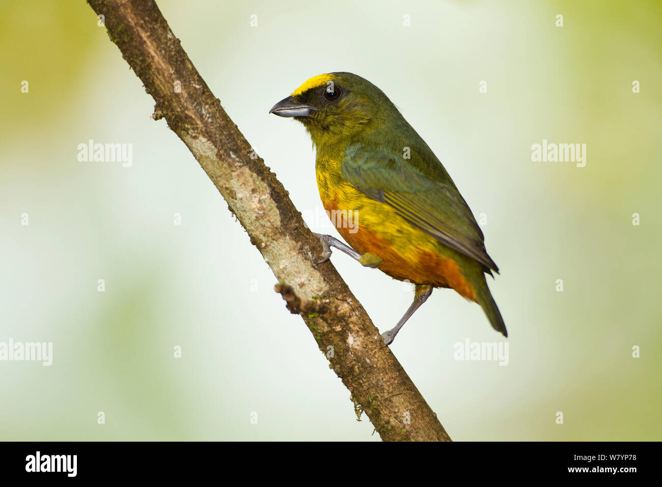 Olive-backed Euphonia (Euphonia Gouldi) männlichen auf Zweig gehockt, Atlantische Küste Dschungel, Laguna del Lagarto, Costa Rica, Mittelamerika, Januar. Stockfoto