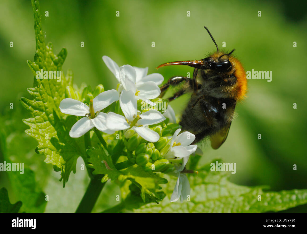 Gemeinsame carder Biene (Bombus pascuorum) Zunge heraus, Fütterung von Knoblauch Senf Blumen, London, England, UK. April. Stockfoto