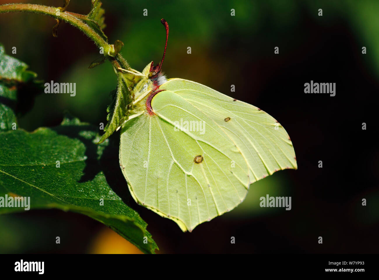 Zitronenfalter (Gonepteryx rhamni) Bookham Commons, Surrey, Großbritannien. Juli. Stockfoto