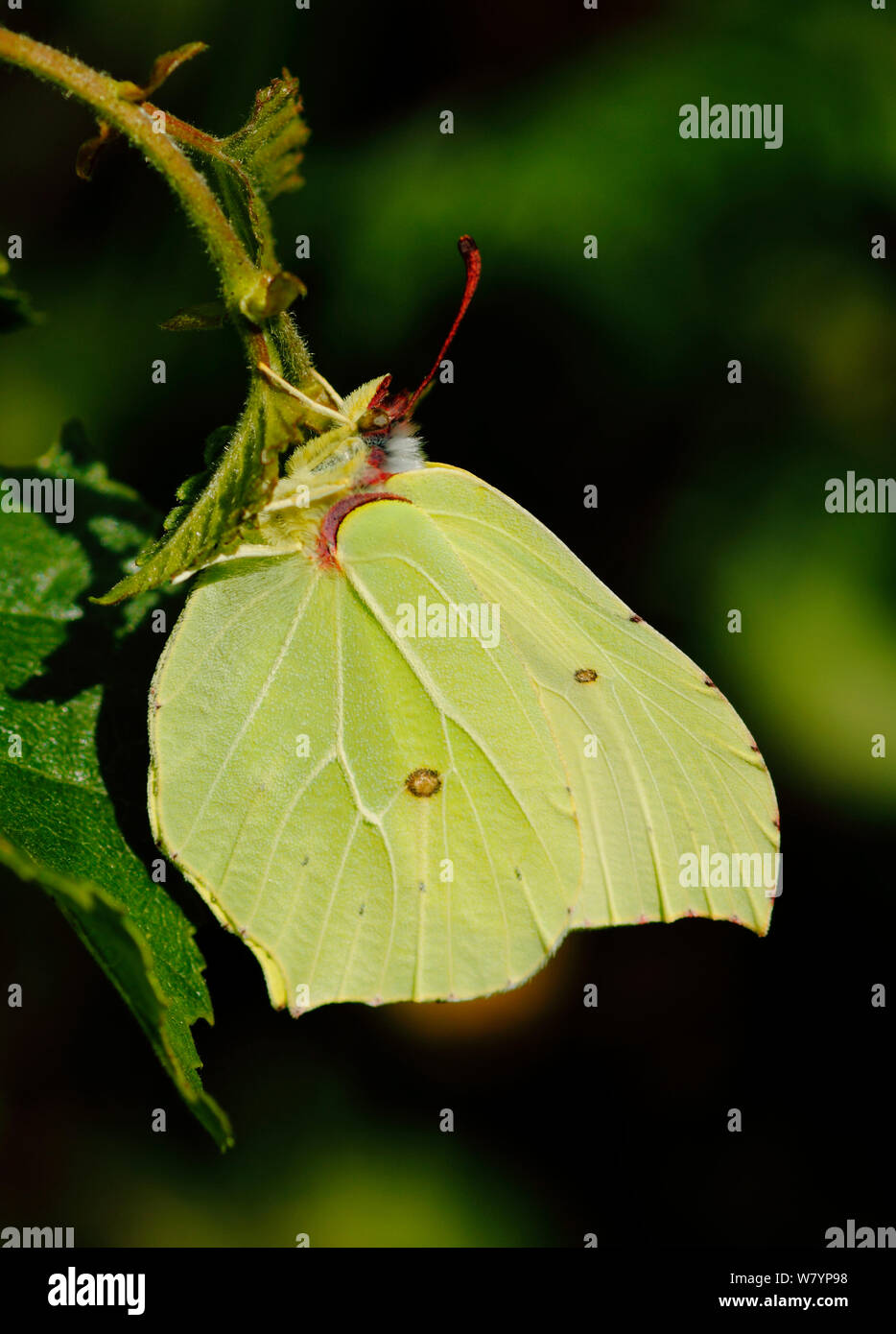 Zitronenfalter (Gonepteryx rhamni) Bookham Commons, Surrey, Großbritannien. Juli. Stockfoto