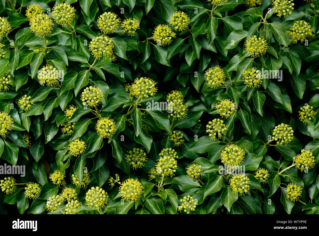 Efeu angiospermen Fotos und Bildmaterial in hoher Auflösung Alamy