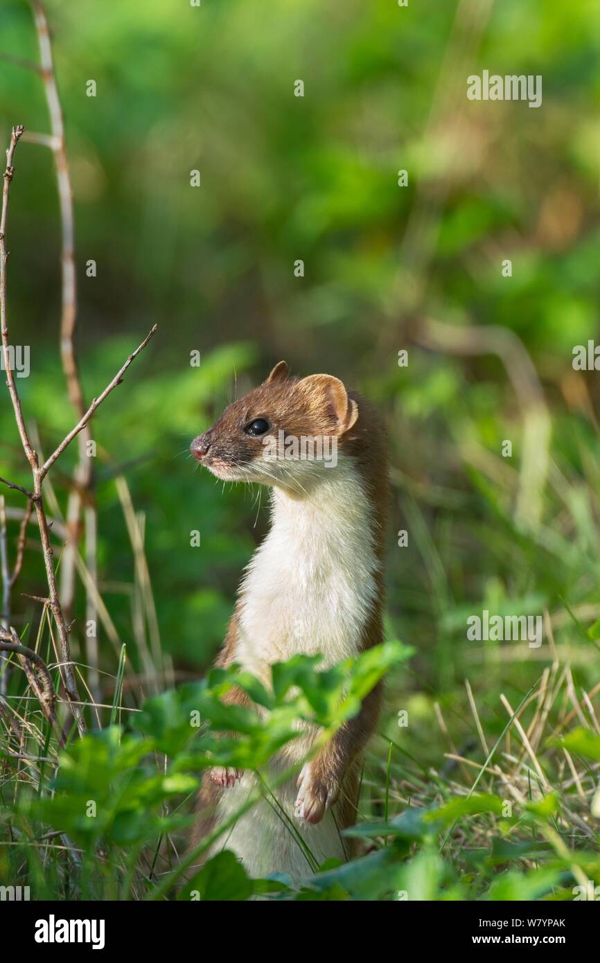 Europäische Hermelin (Mustela erminea) in Alert Körperhaltung, Norfolk, Großbritannien. November. Stockfoto