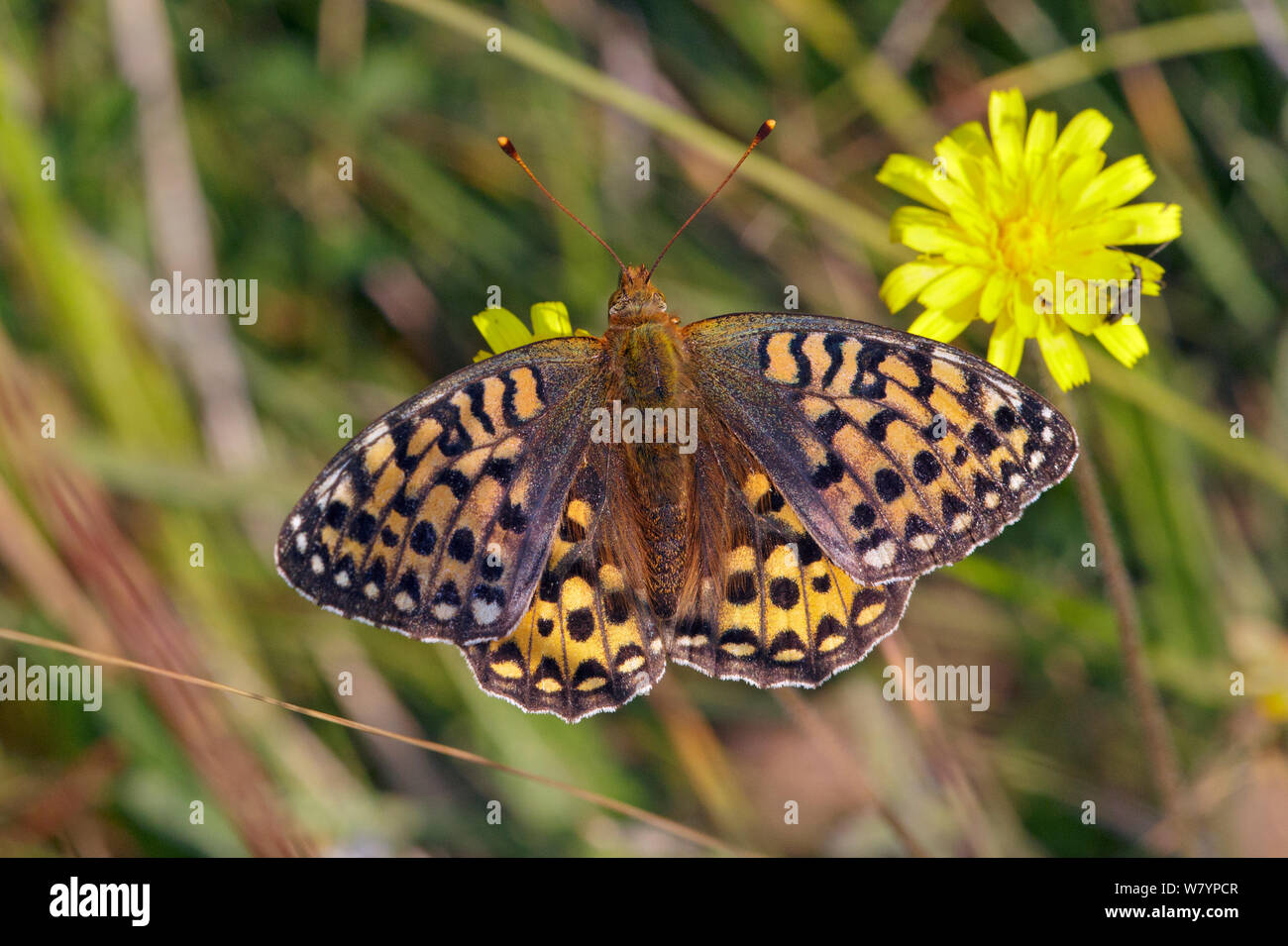 Dunkelgrün Fritillaryschmetterling (ceriagrion Doris) Weiblich, Wiltshire, Großbritannien, Juli. Stockfoto