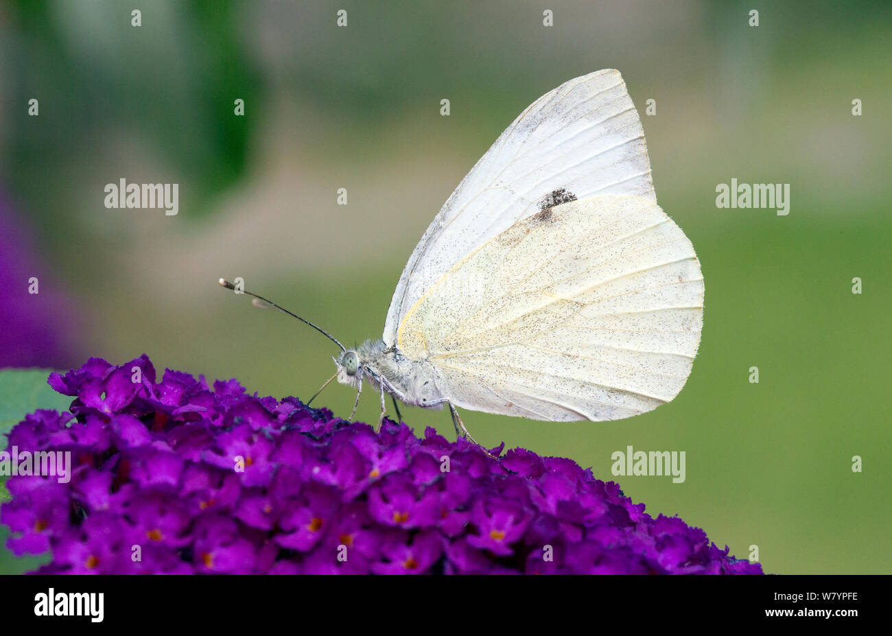 Große weiße Falter (Pieris brassicae) auf Blumen, Wiltshire, UK, August. Stockfoto