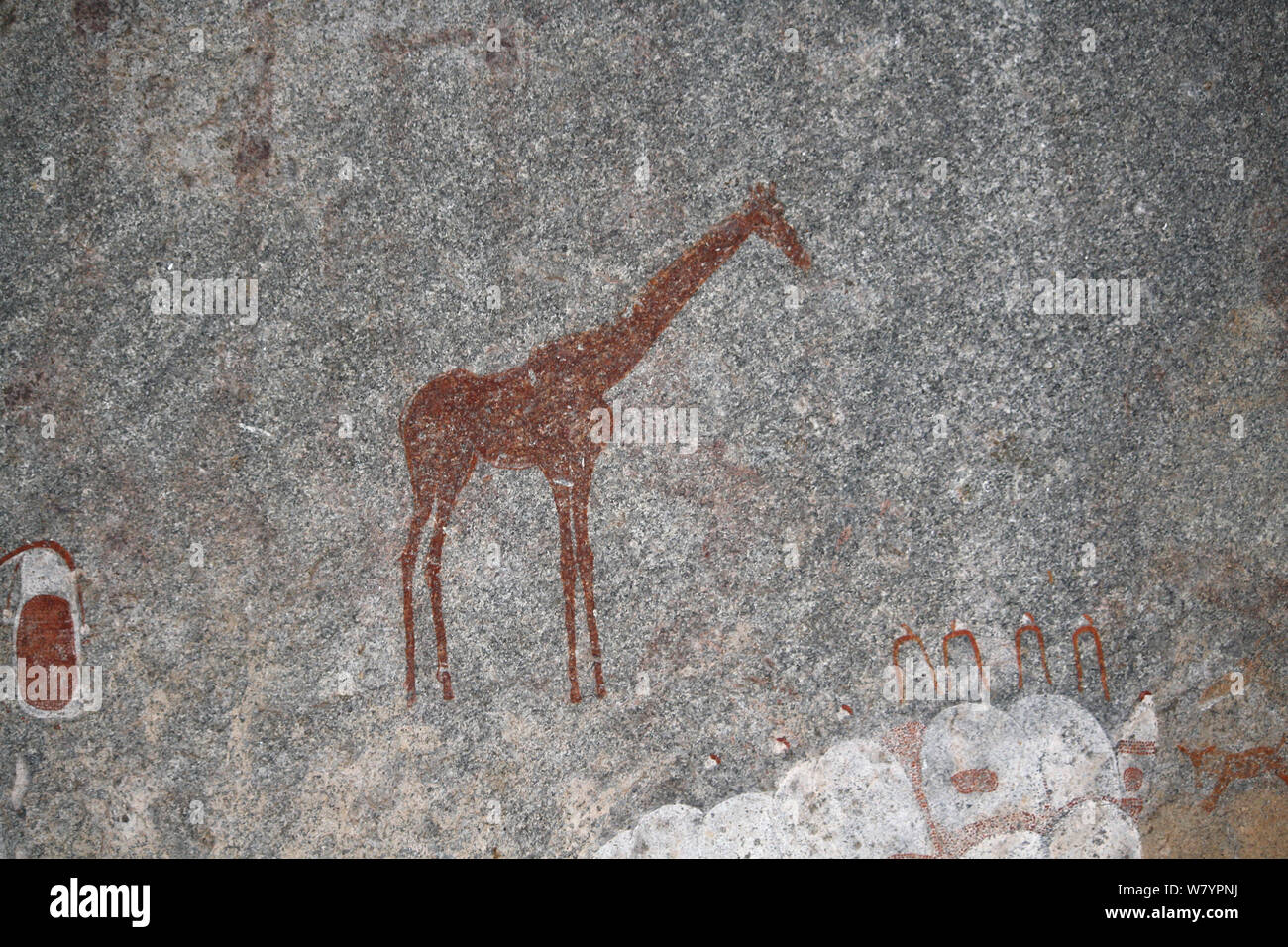 San Felsmalereien von Giraffe, Matobo Hills, Simbabwe. Januar 2011. Stockfoto