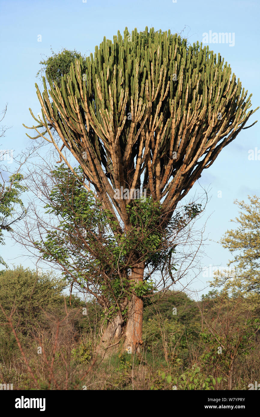 Euphorbia Baum (Euphorbia) Sioma Nqwezi Park, Sambia. November 2010. Stockfoto