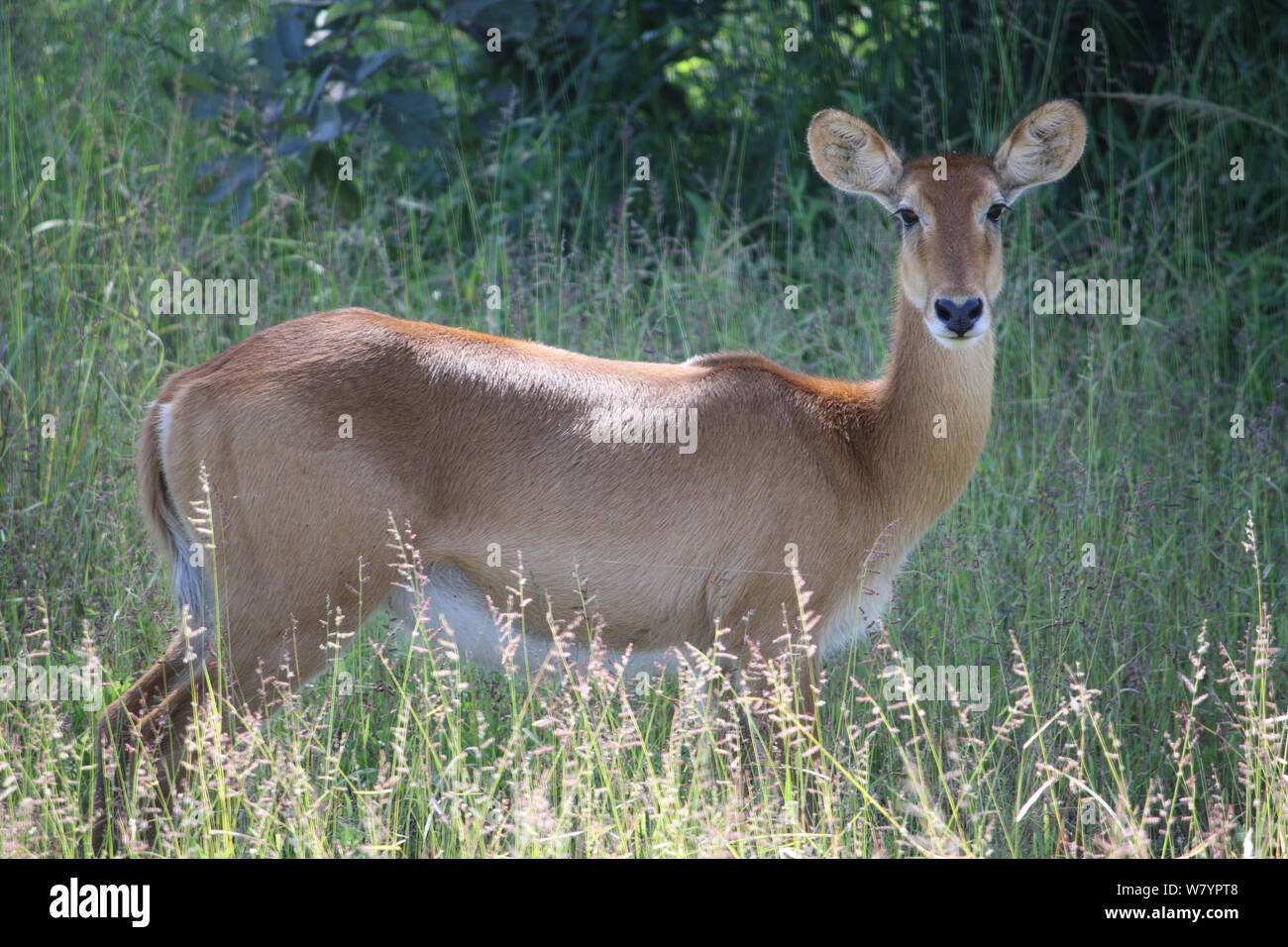 Antilope (Kobus) Township Langa National Park, Sambia. Stockfoto