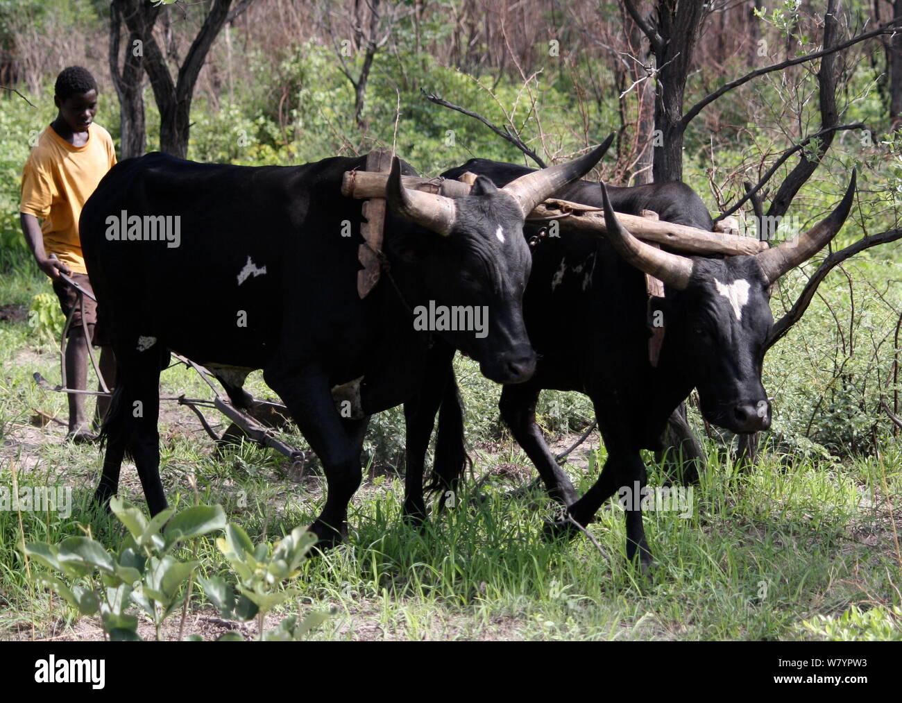 Lozi mann Rinder für das Pflügen, Sioma Nqwezi Park, Sambia. November 2010. Stockfoto