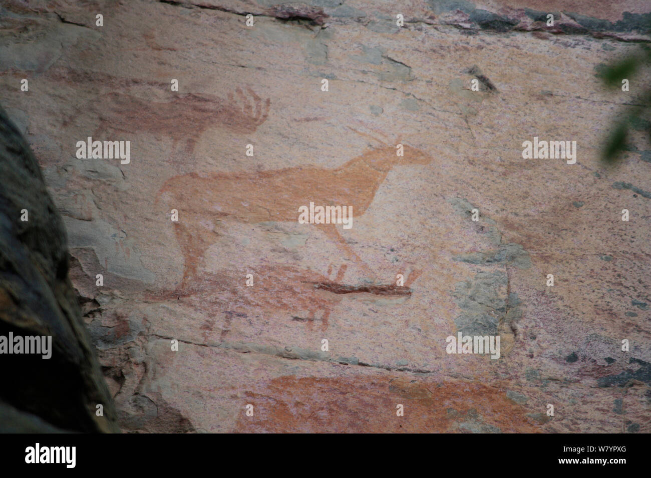 Felszeichnungen von Antilopen, Tsodilo Hills UNESCO Weltkulturerbe, Botswana. Stockfoto