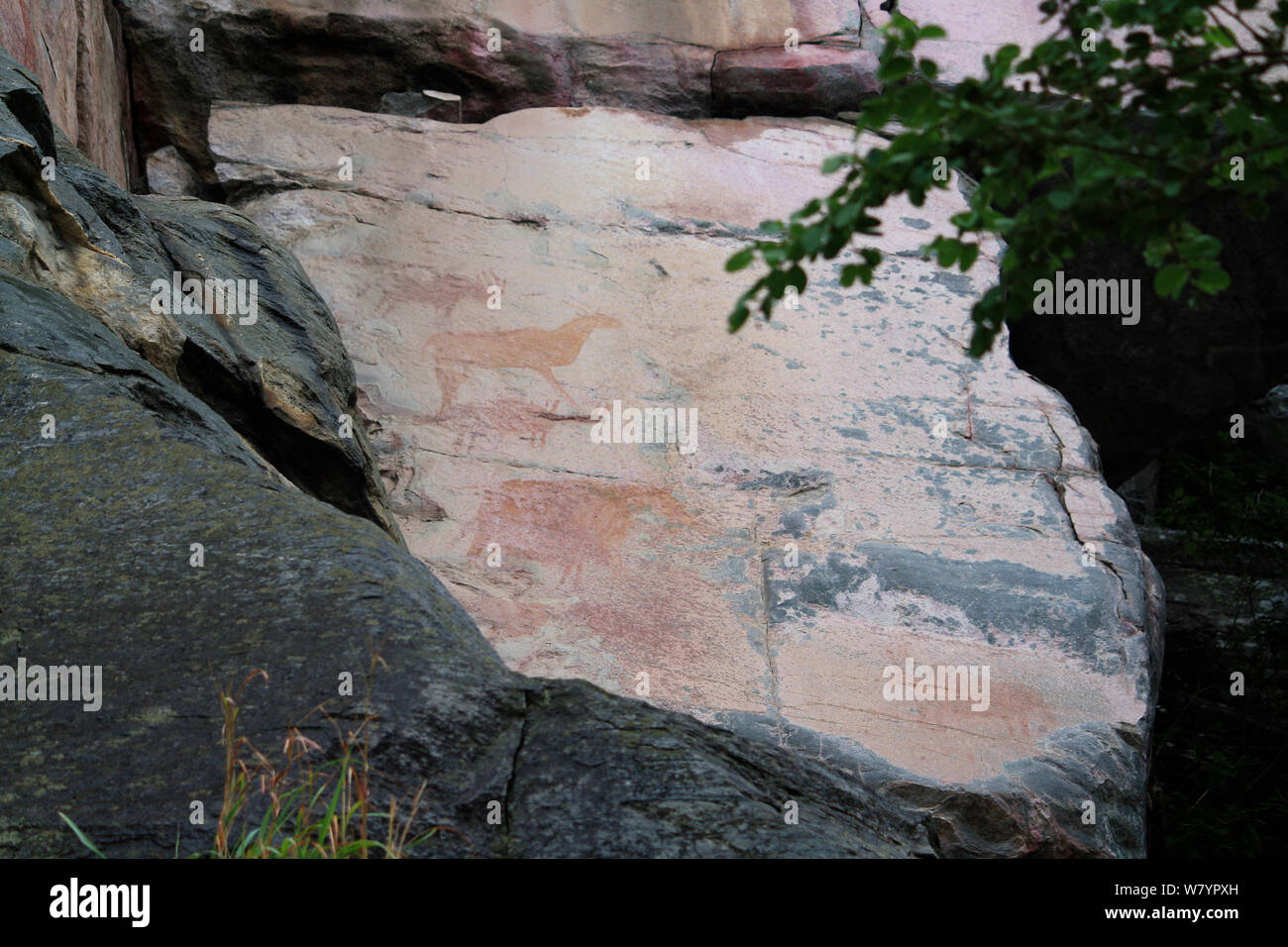 Felszeichnungen von Antilopen, Tsodilo Hills UNESCO Weltkulturerbe, Botswana. Stockfoto