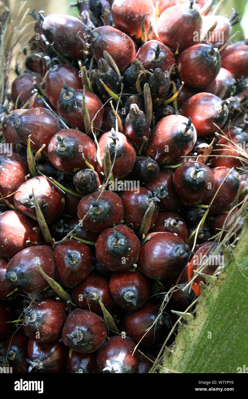 Palmöl (Elaeis guineensis Kernel) an der Plantage, Zentralkalimantan, indonesische Borneo. Juni 2010. Stockfoto