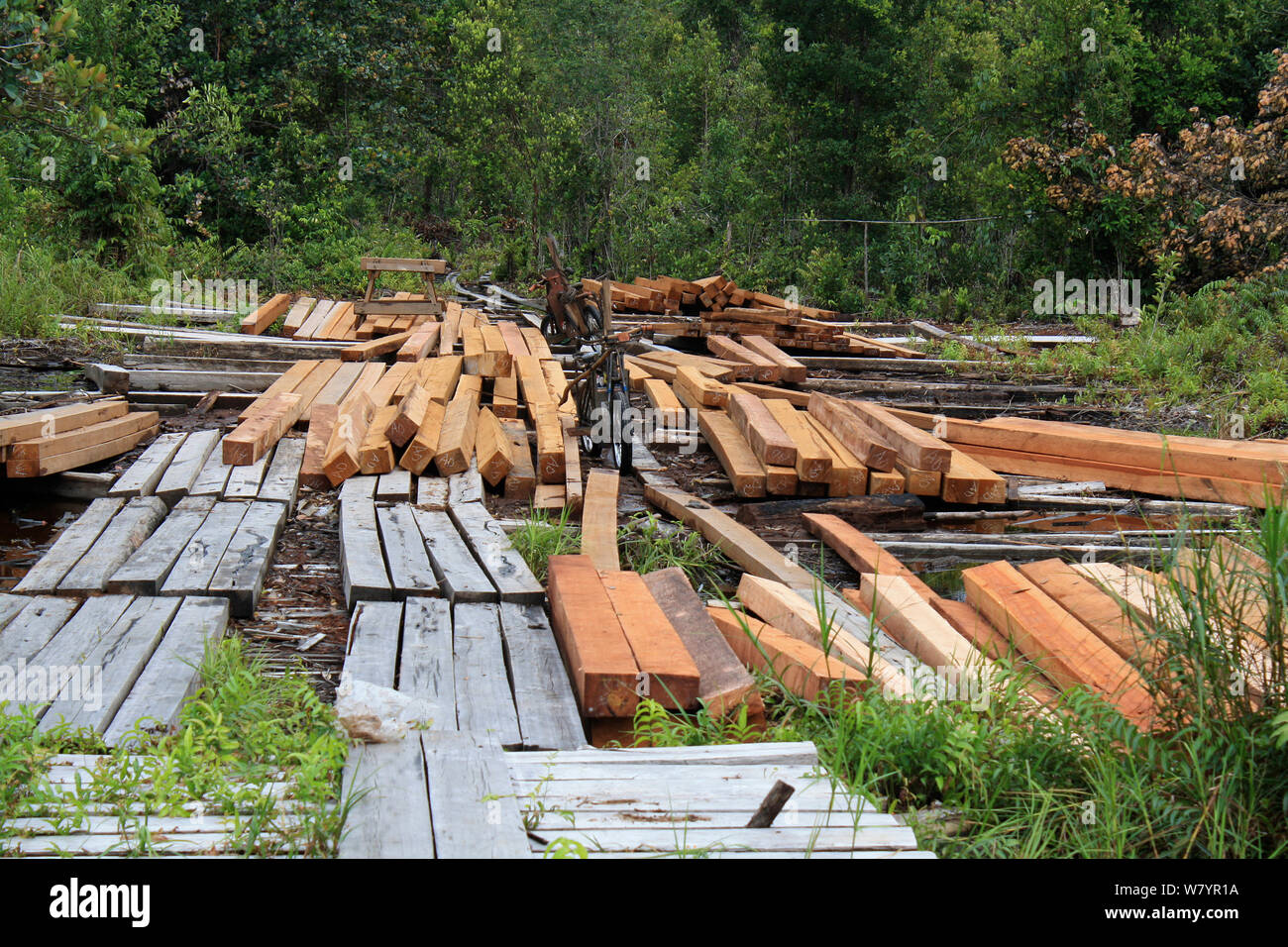 Holz aus Bereich der abgeholzten Flächen, Fläche abgeholzt für Gummi tippen. Zentral-kalimantan, indonesische Borneo. Juni 2010. Stockfoto