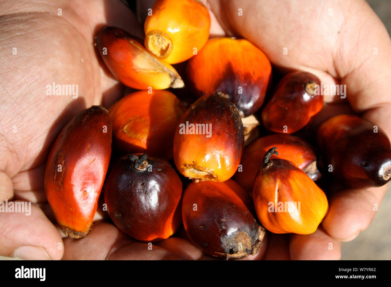 Palmöl Kernel in der Hand gehalten, West Kalimantan, indonesische Borneo. August 2010. Stockfoto