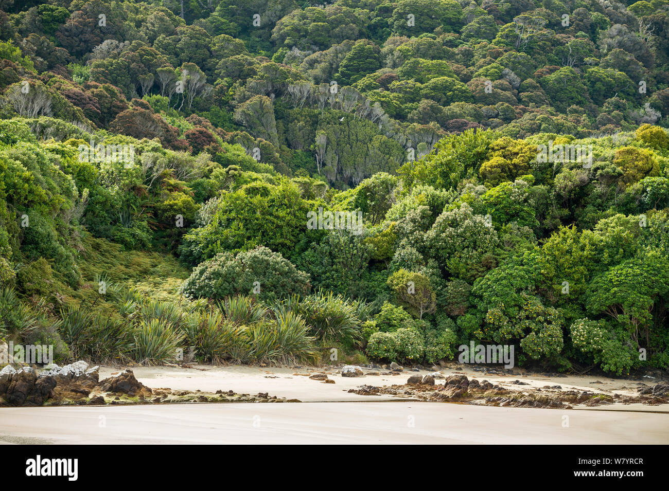Codfish Insel/Whenua Hou, der Lebensraum der vom Aussterben bedrohten Kakapos, Southland, Neuseeland, Februar. Stockfoto
