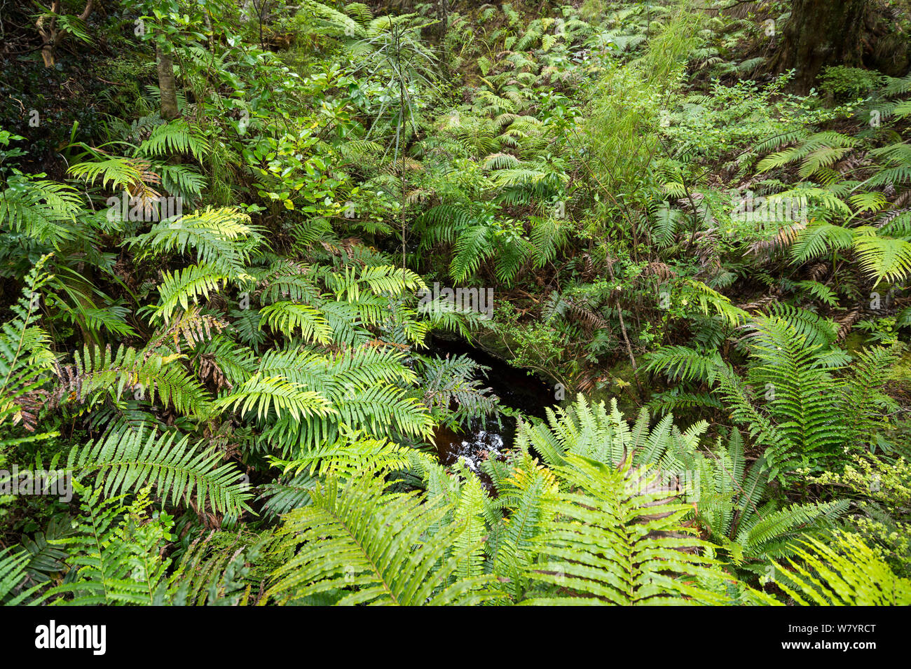 Wald auf der Codfish Insel/Whenua Hou, der Lebensraum der vom Aussterben bedrohten Kakapos, Southland, Neuseeland, Februar. Stockfoto