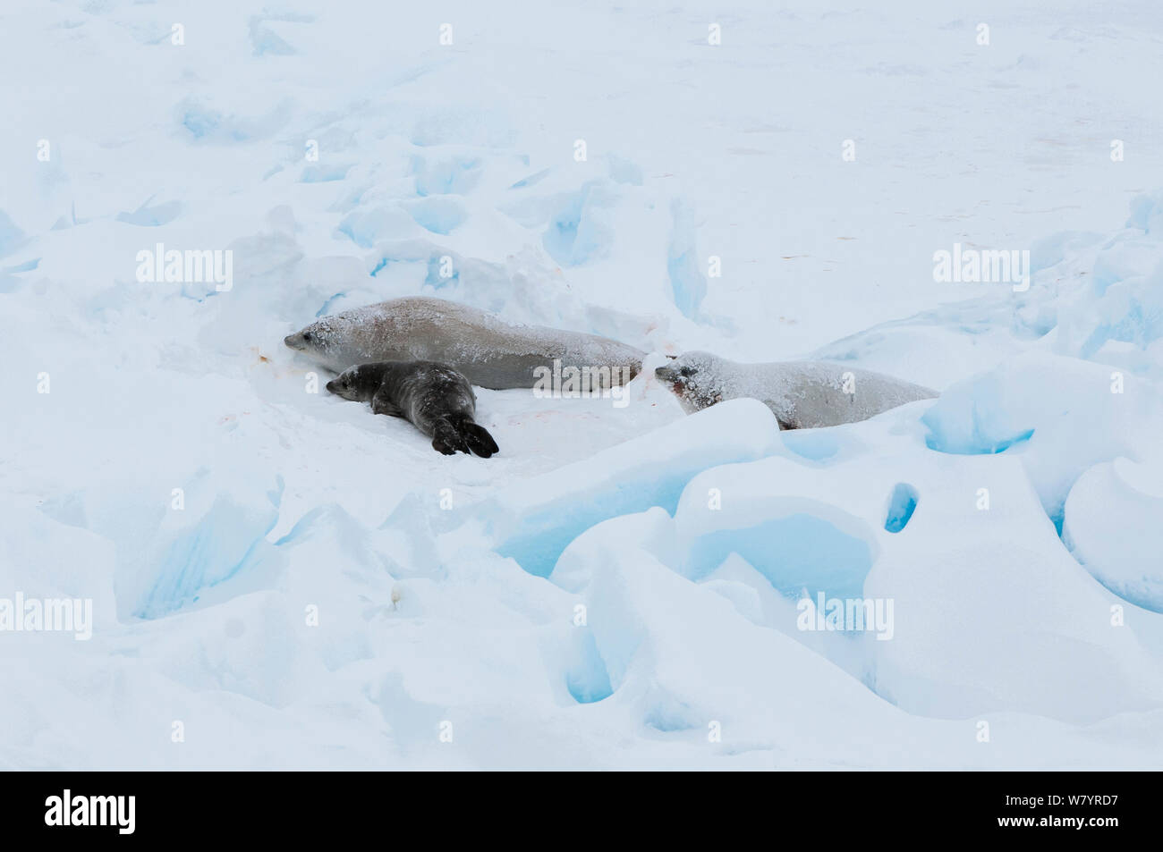 Krabbenesser (Lobodon carcinophaga) Hündin mit Welpen und männlich, auf pack-Eis, Antarktis, November. Stockfoto