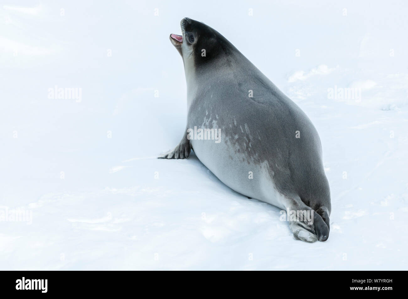 Ross Dichtung (Ommatophoca Rossii) auf Eis, Antarktis, November. Stockfoto