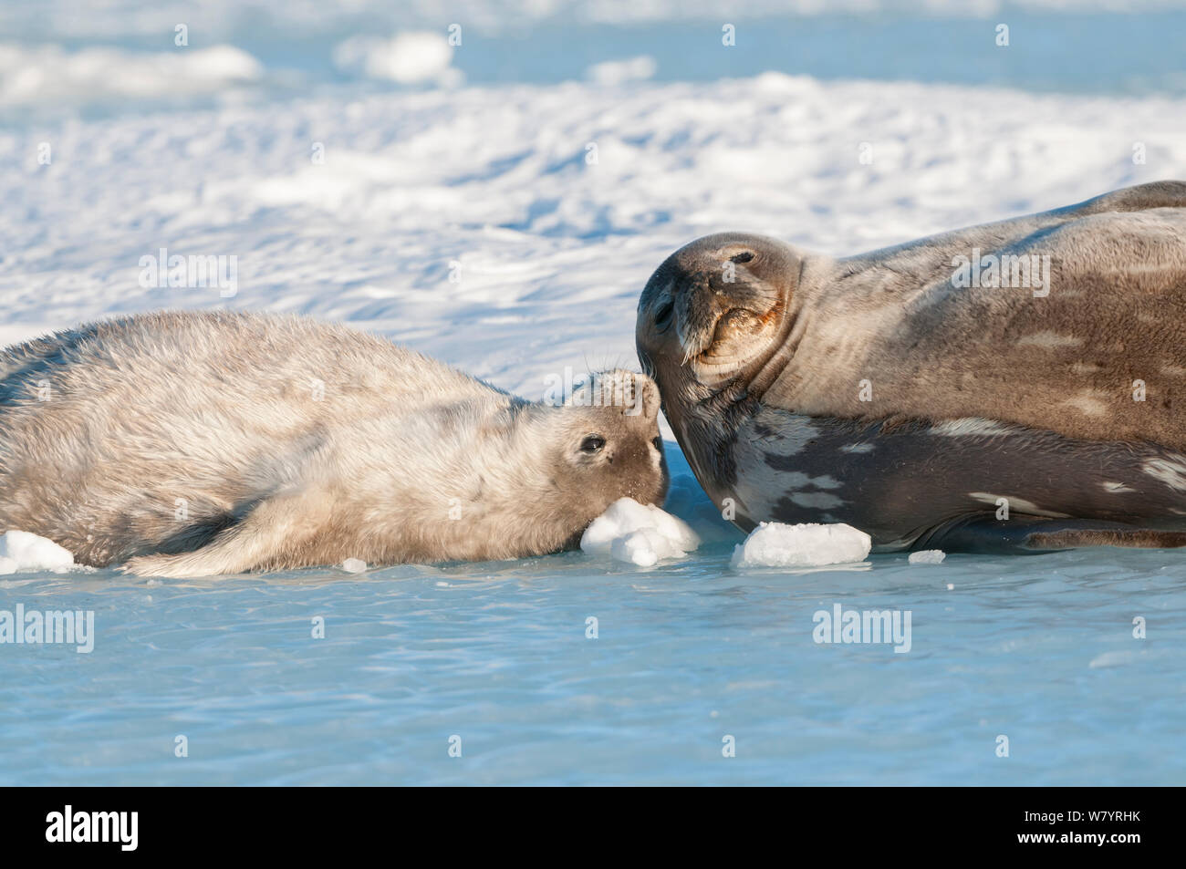 Weddell Dichtung (Leptonychotes weddellii) Mutter und Welpen, Prydz Bay, in der Nähe von Davis Station, Vestfold Hügel, der Ingrid Christensen Coast, im Osten der Antarktis, November. Stockfoto