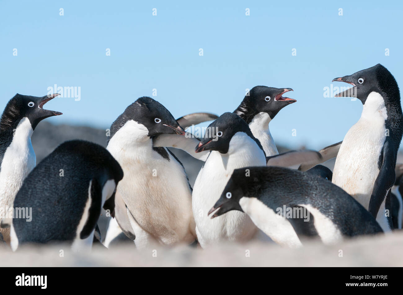 Adelie Pinguine (Pygoscelis adeliae) kämpfen um Gehilfen und Nistplätze, Prydz Bay, in der Nähe von Davis Station, Vestfold Hügel, der Ingrid Christensen Coast, im Osten der Antarktis, November. Stockfoto