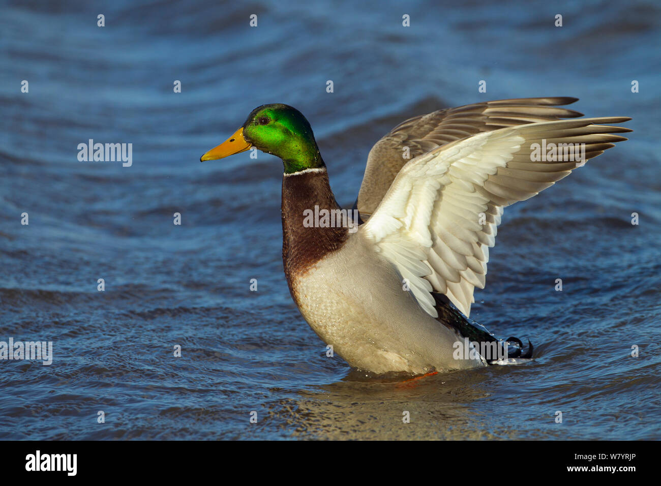 Erpel Stockente (Anas platyrhynchos) flattern Schwimmen in Gezeiten Creek, Norfolk, England, UK. Dezember. Stockfoto