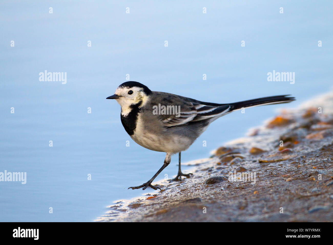 Pied Bachstelze (Motacilla alba) Fütterung um Pfütze in Ackerland, Norfolk, England, UK. Dezember. Stockfoto