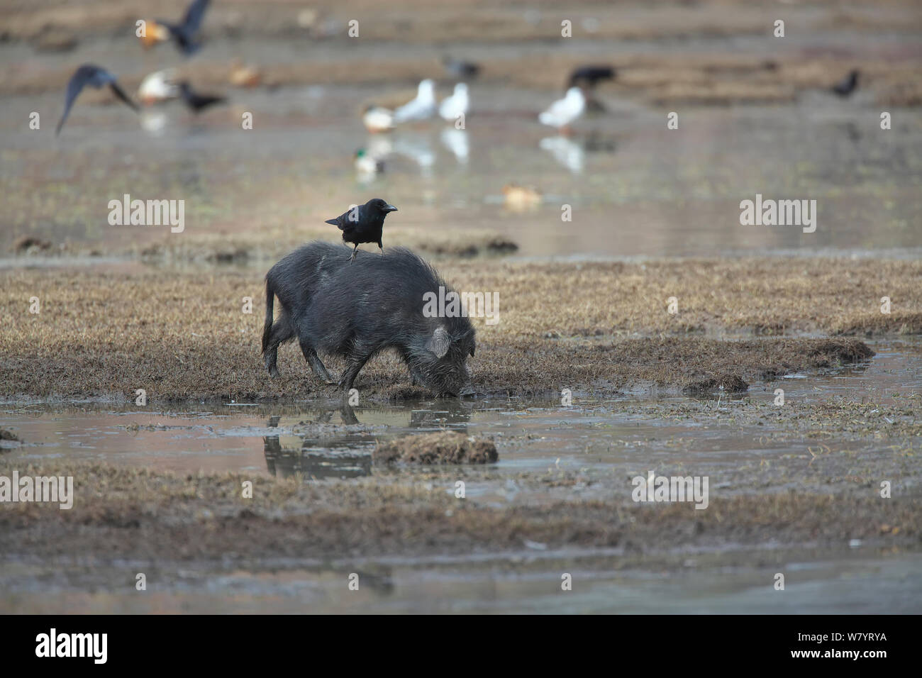 Große-billed Krähen (Corvus macrorhynchos) auf der Rückseite des Wildschwein (Sus scrofa) thront die Nahrungssuche im Schlick der Napahai See, Zhongdian County in der Provinz Yunnan, China. Januar. Stockfoto