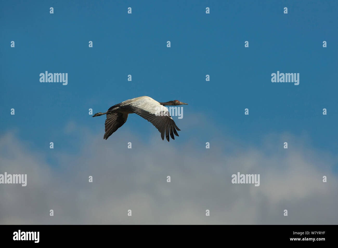 Schwarz necked Crane (Grus nigricollis) Erwachsene im Flug, Napahai See, Zhongdian County in der Provinz Yunnan, China. Januar. Stockfoto