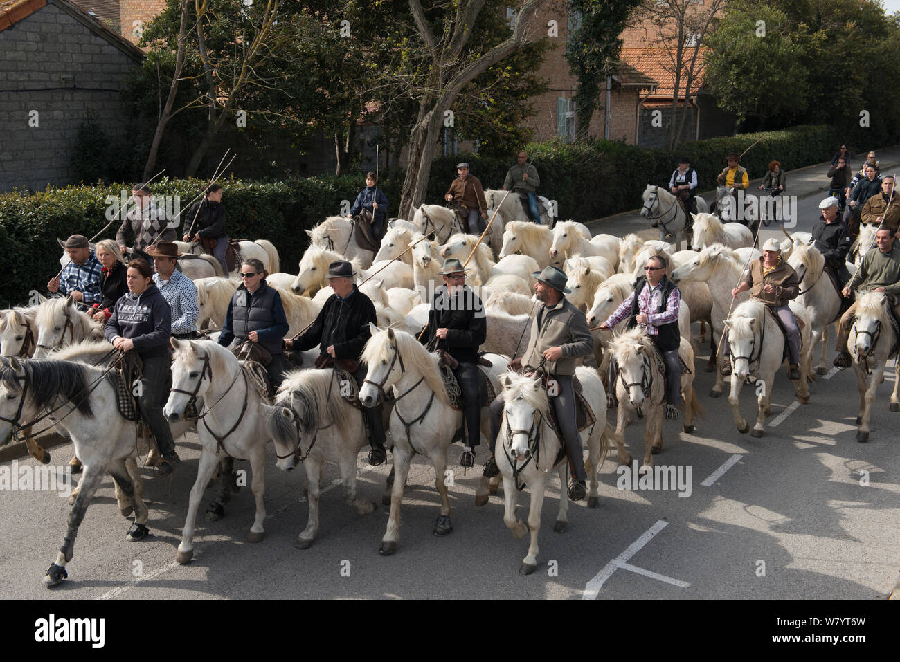 Reiter herding Pferde auf die Weide, eine Tradition, bekannt als &#39; &#39; roussataio, Camargue, Frankreich, März 2014. Stockfoto