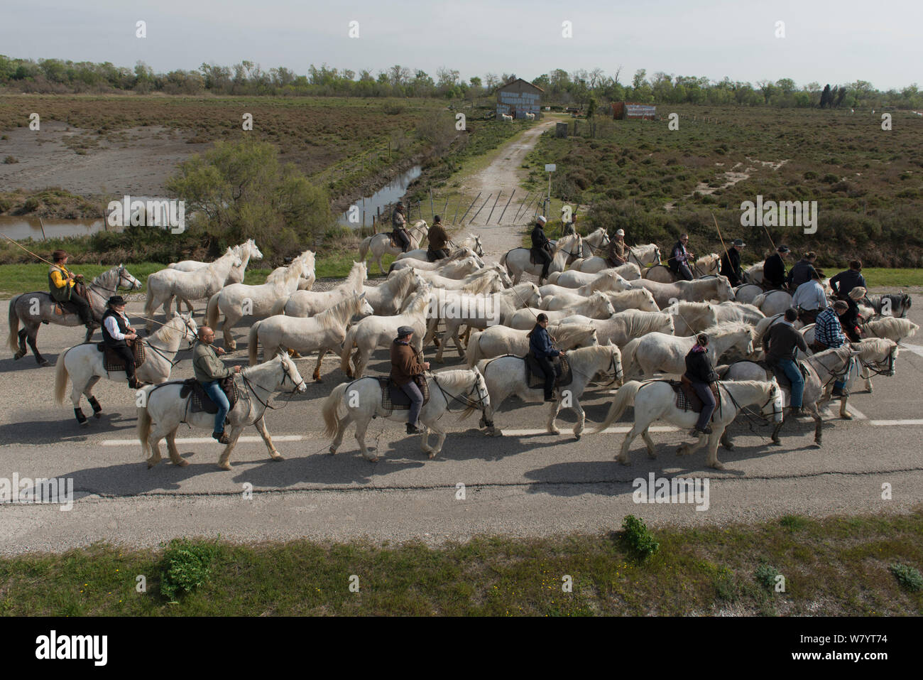 Reiter herding Pferde auf die Weide, eine Tradition, bekannt als &#39; &#39; roussataio, Camargue, Frankreich, März 2014. Stockfoto