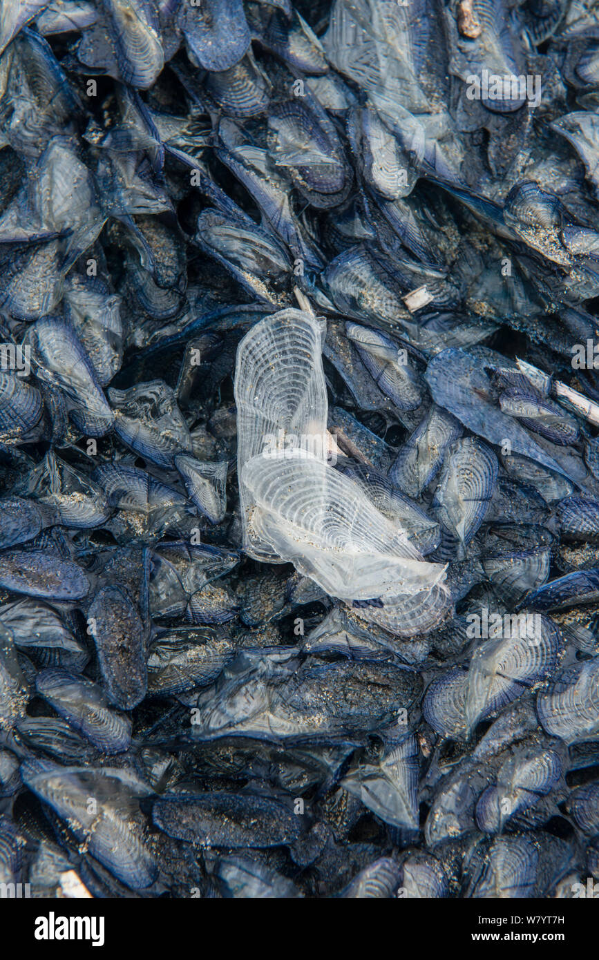 Masse des Durch-die-wind Sailor (Velella velella) Quallen am Strand angespült, Camargue, Frankreich, Mai. Stockfoto