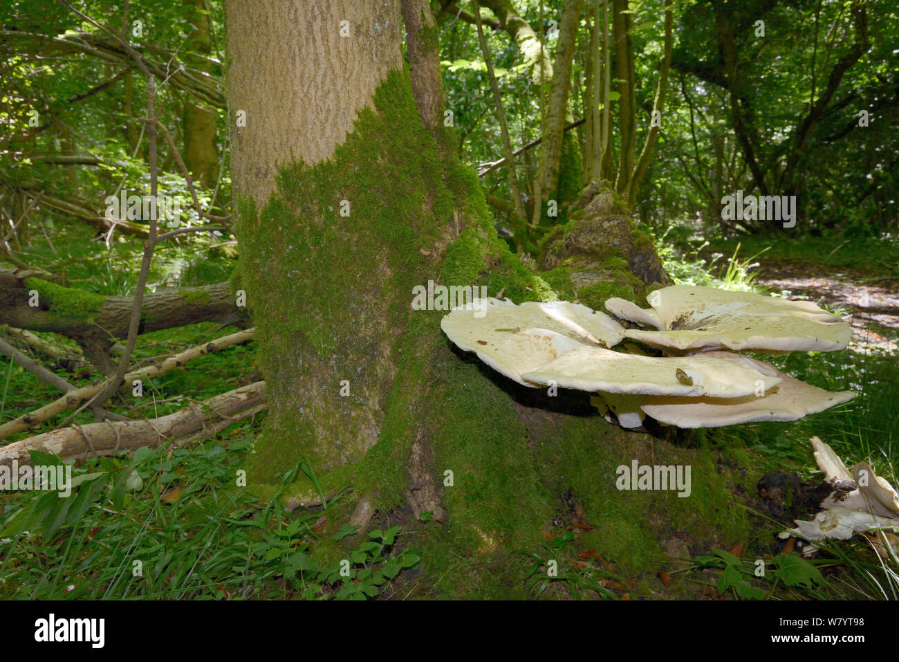 Dryaden&#39;s Sattel (Polyporus squamosus) wächst auf einer Esche (Fraxinus excelsior), GWT untere Holz finden, Gloucestershire, Großbritannien, Juli. Stockfoto