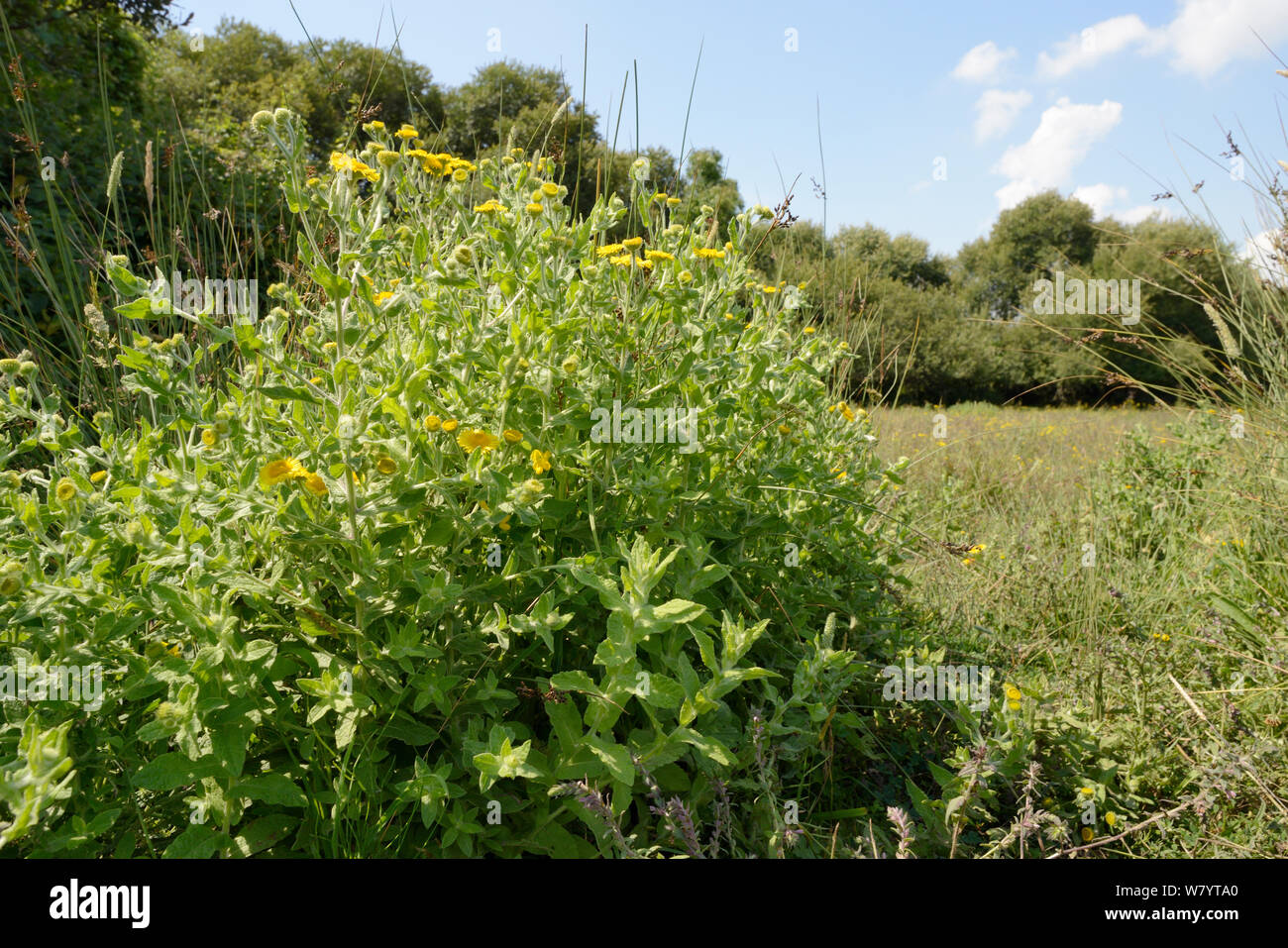 Gemeinsame berufskraut (Pulicaria dysenterica) Blühende am Rande des Sumpfes, Corfe Gemeinsame, Dorset, Großbritannien, Juli. Stockfoto