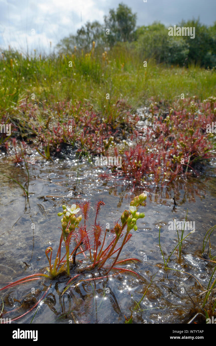 Länglich-leaved/Long-leaved Sonnentau (Drosera intermedia) Blühende Klumpen in einer sumpfigen Pool, stoborough Heide, Dorset, Großbritannien, Juli. Stockfoto