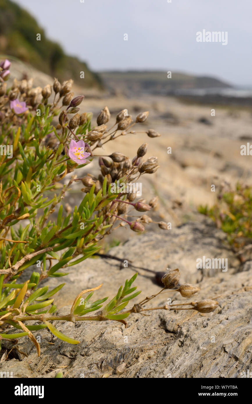 Rock Sea-spurrey (Spergularia rupicola) Klumpen blühen auf Seashore am Fuße einer Klippe, Cornwall, UK, September. Stockfoto