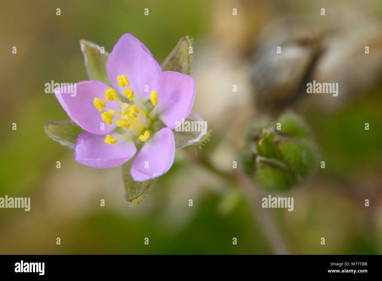 Rock Sea-spurrey (Spergularia rupicola) wachsen auf Seashore am Fuße einer Klippe, Cornwall, UK, September. Stockfoto