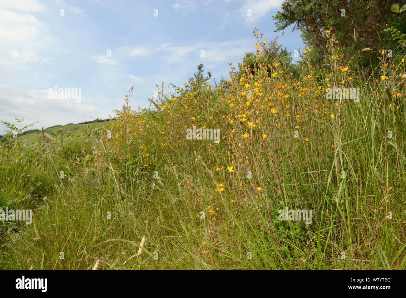 Büschel der Slender/Elegante Johanniskraut (Hypericum Pulchrum) blühende Heide auf einem Hang. Gemeinsame Kilkhampton, Cornwall, Juni. Stockfoto