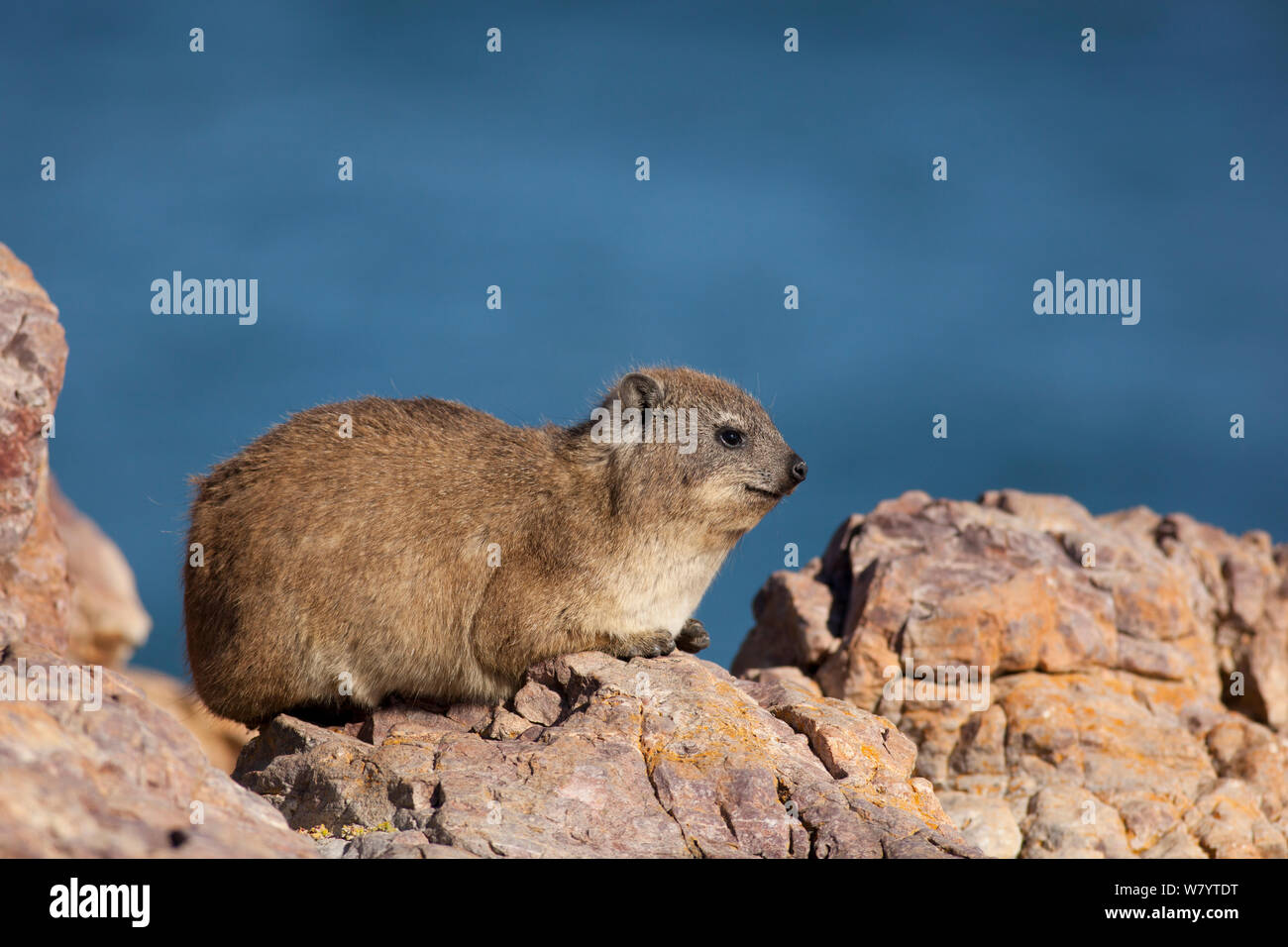 Klippschliefer (Procavia capensis) Sonnenbaden auf den küstennahen Felsen, Südafrika, Dezember. Stockfoto