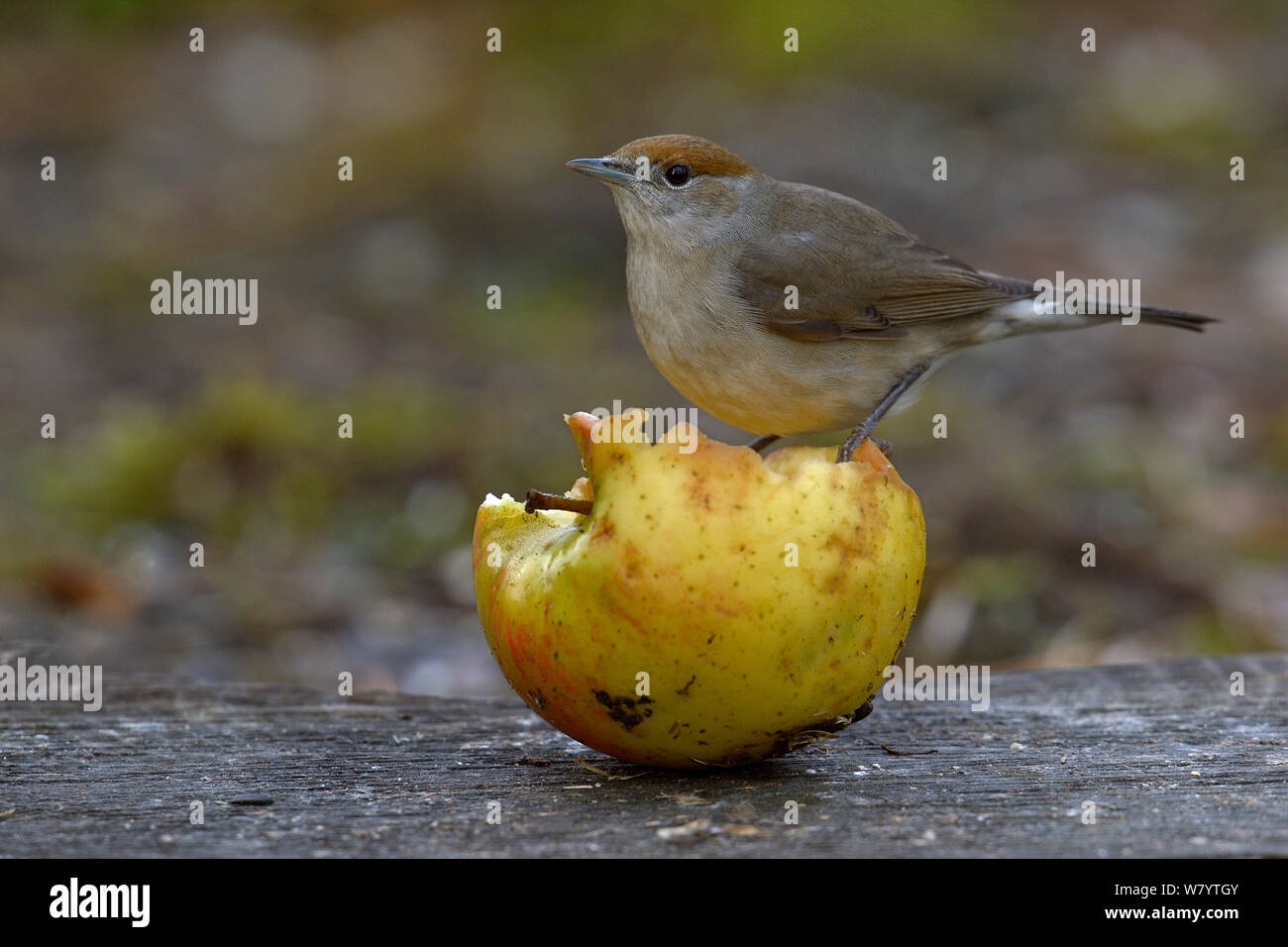 Eurasischen mönchsgrasmücke (Sylvia atricapilla) Fütterung auf Apple, Vendee, Frankreich, Februar. Stockfoto