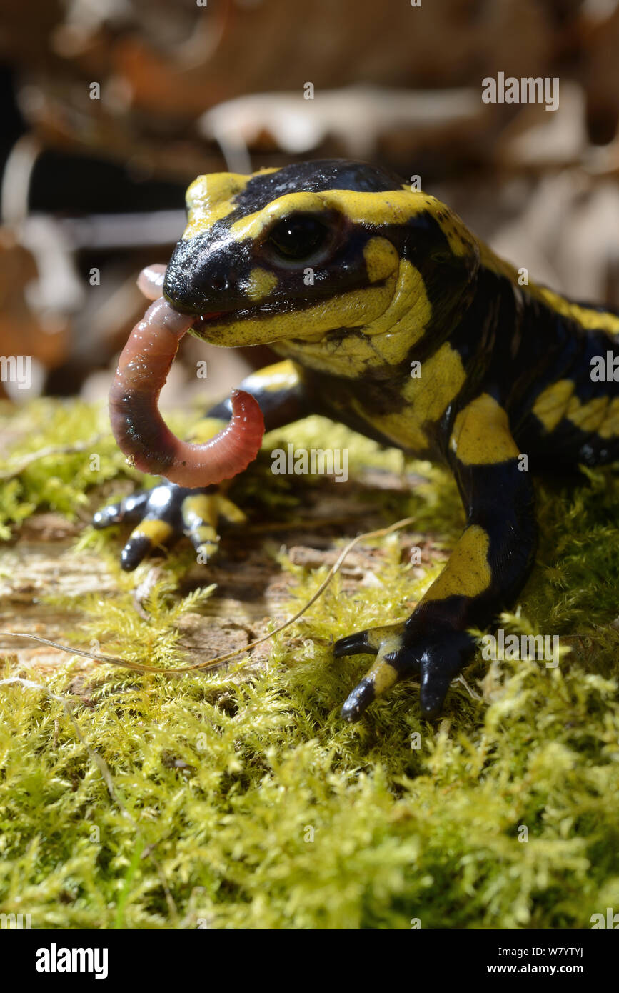 Feuersalamander (Salamandra salamandra) Essen ein Regenwurm, Poitou, Frankreich. März. Stockfoto