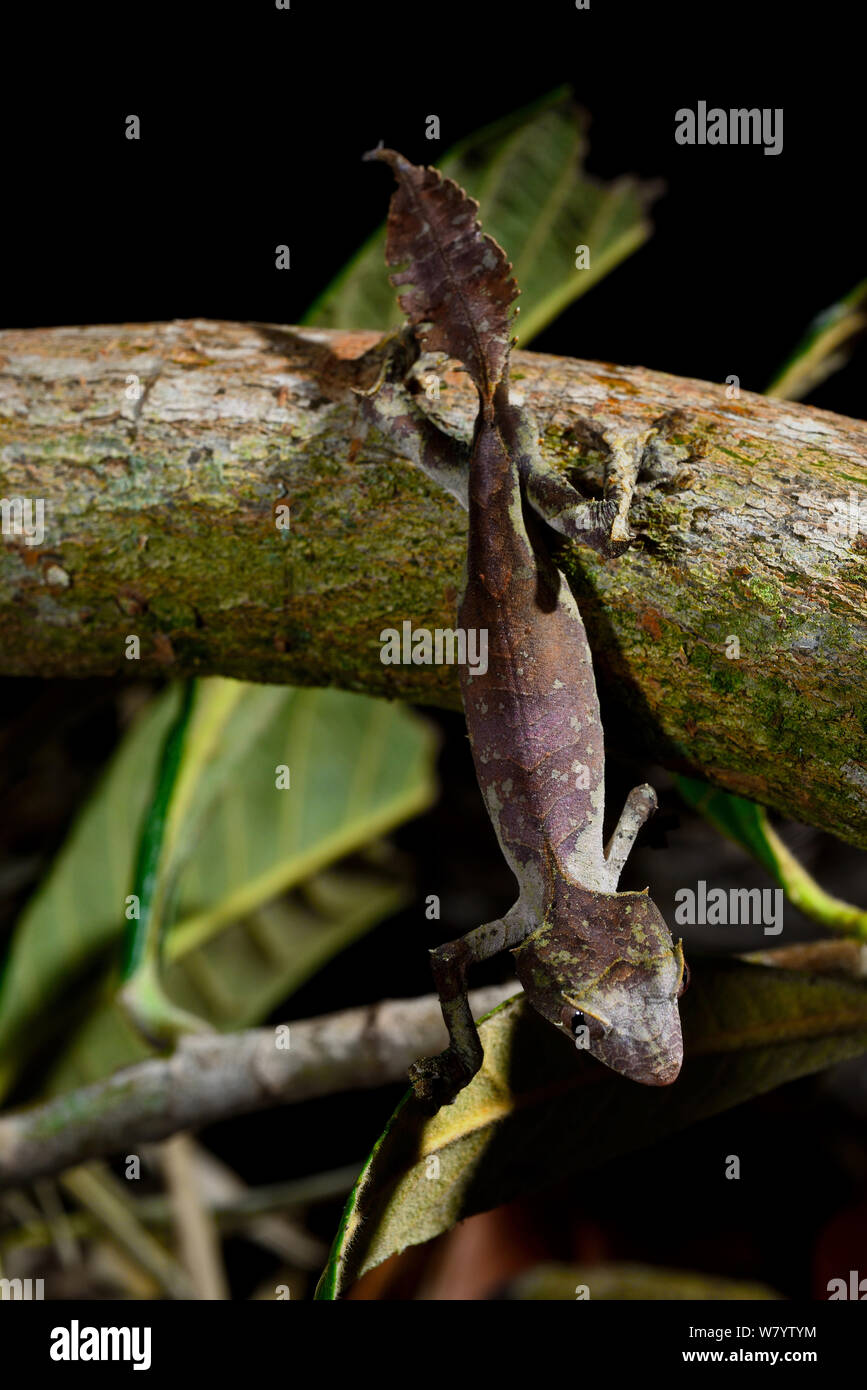 Satanische Leaf-tailed Gecko (Uroplatus Phantasticus) unverlierbaren, tritt in Madagaskar. Stockfoto