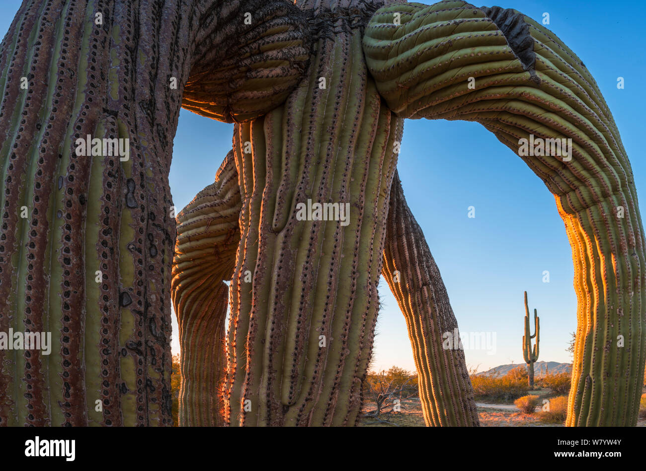 Saguaro Kaktus (Carnegiea gigantea) mit Frost beschädigte Glieder, im Süden Maricopa Berge Wüste Sonoran Desert National Monument, Arizona, USA, März. Stockfoto