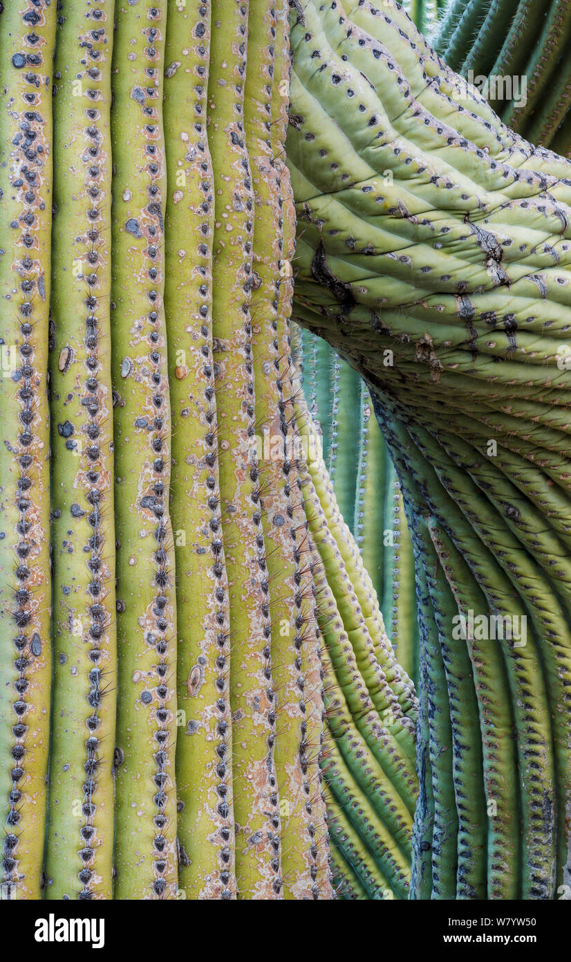 Saguaro Kaktus (Carnegiea gigantea) mit verdrillten herabhängenden Armen aufgrund von Frostschäden und die anschließende Heilung der saftigen&#39;s Gliedmaßen. Catalina State Park, Arizona, USA. Stockfoto