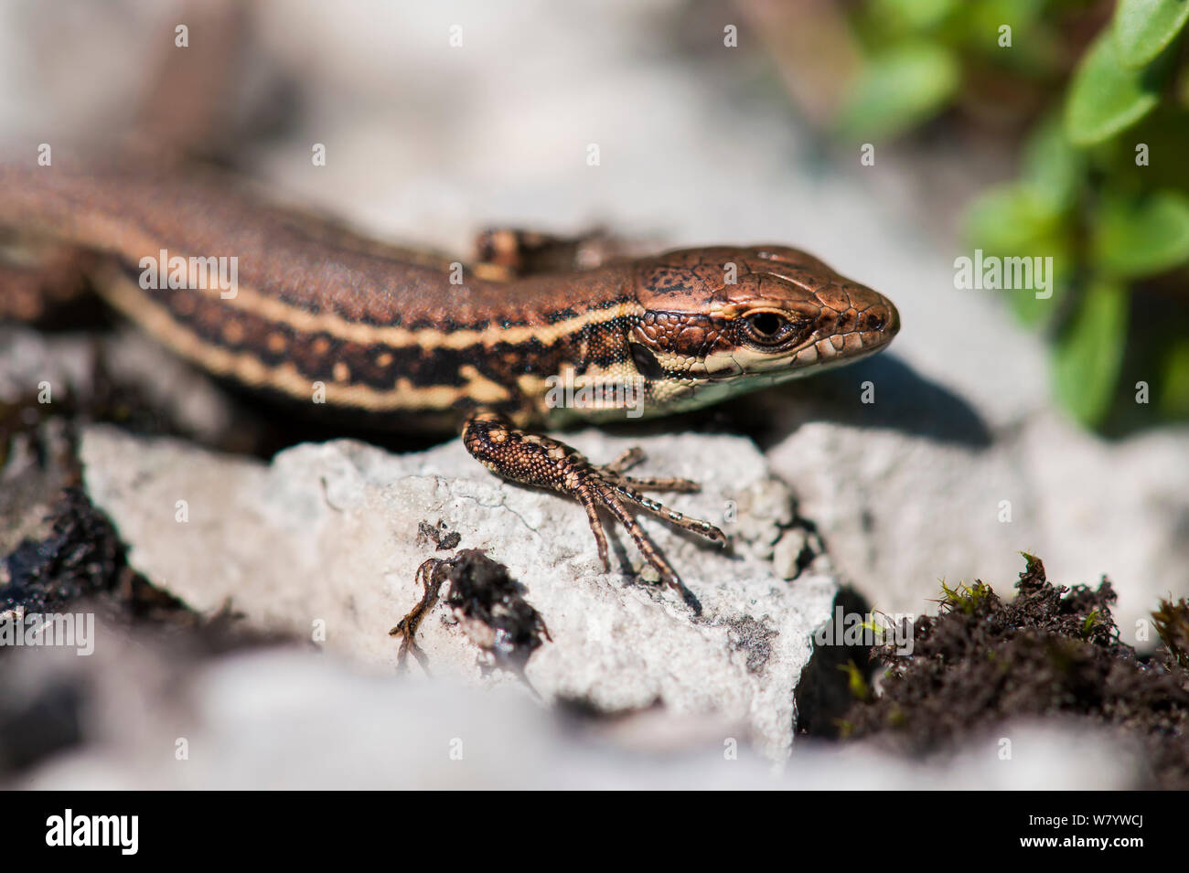 Gemeinsame wand Eidechse (Podarcis muralis) Jugendkriminalität, Kelheim, Bayern, Deutschland, September. Stockfoto