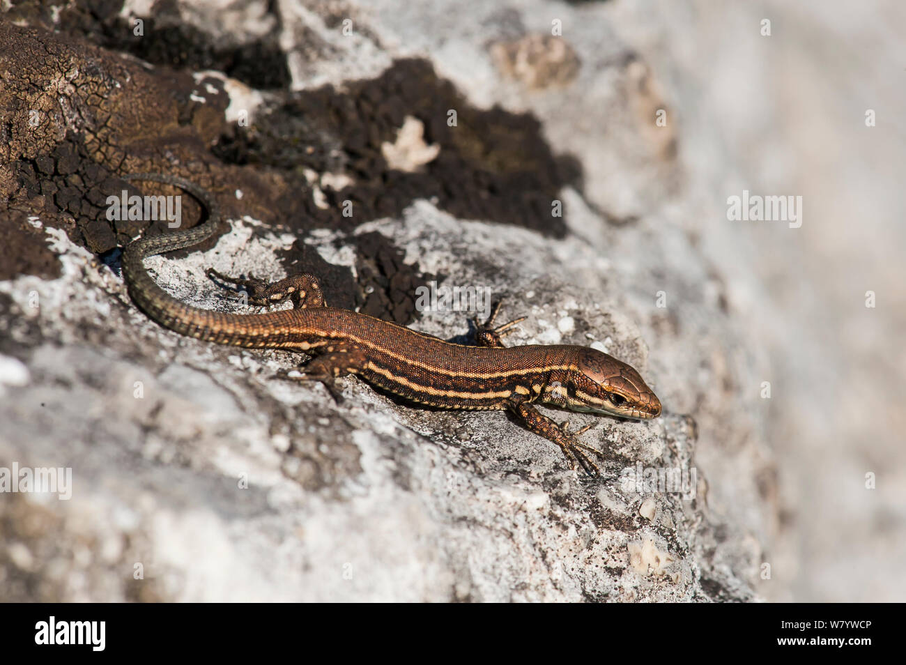 Gemeinsame wand Eidechse (Podarcis muralis) Jugendkriminalität, Kelheim, Bayern, Deutschland, September. Stockfoto