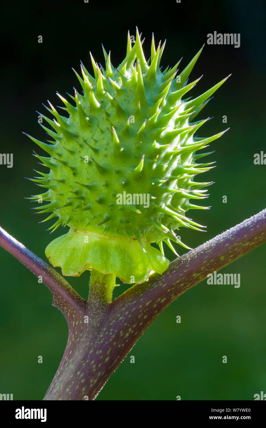 Jimson weed (Datura stramonium) Frucht, Bayern, Deutschland, Oktober. Stockfoto