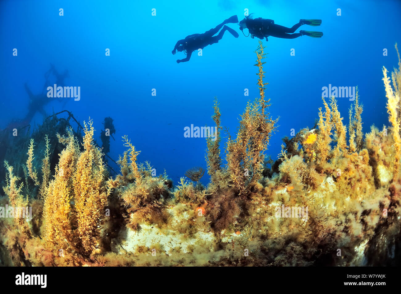 Taucher entdecken das Wrack der P29 patrol Boot versenkt als künstliche Tauchplatz im August 2007. Wrack abgedeckt in Algen und wirbellose Tiere. Malta, Mittelmeer. Juni 2014. Stockfoto