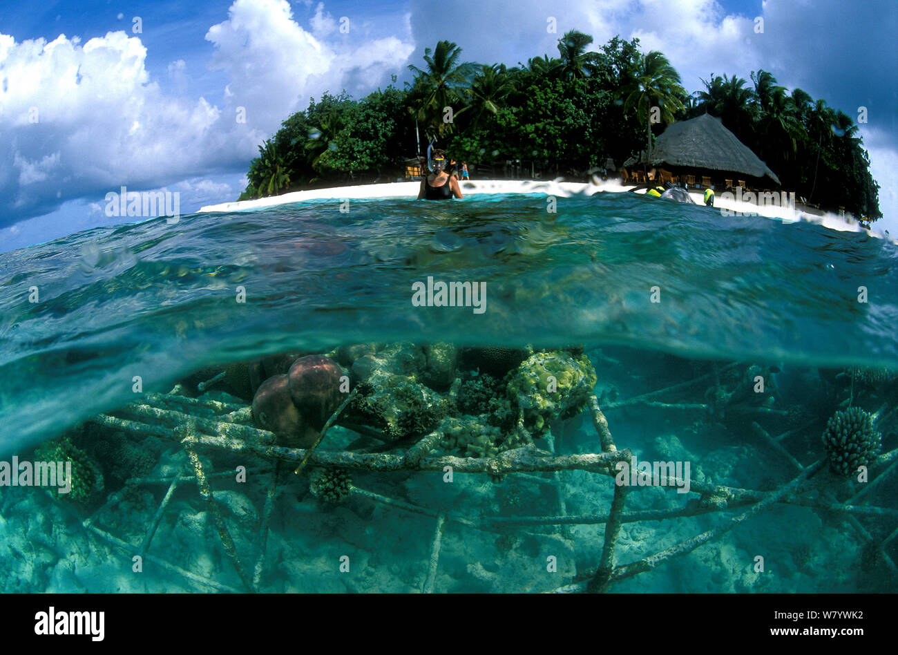 Auf 2 Ebenen auf &#39; Barnacle&#39; künstliche Riff mit Scuba Diver. 1997 Mit einem Stahlrahmen mit milden elektrischen Ströme Korallen Wachstum zu fördern. Ihuru Island in Nord Male Atoll, Malediven, Indischer Ozean. September 2005. Stockfoto