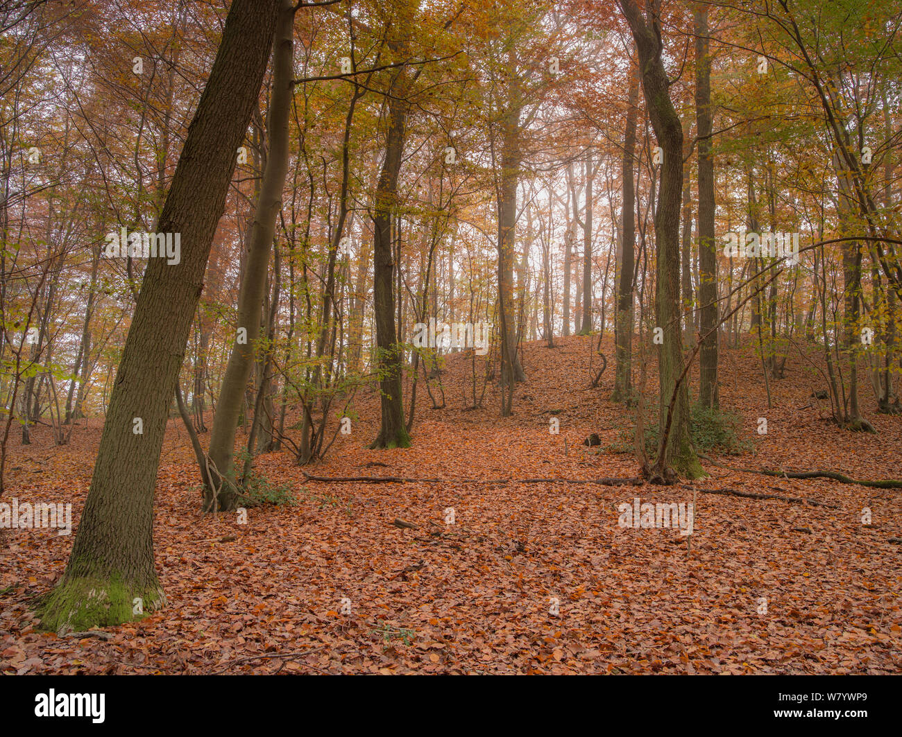 Buche (Fagus sylvatica) Wald im Herbst, Le Wald von Saint-gobain, Saint-Gobain, Aisne, Picardie, Frankreich. Stockfoto